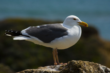 Seagull on the beach in California