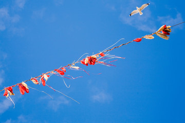 rope with balloons and a seagull