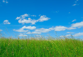 green grass and blue sky background