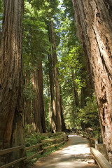 Muir Woods National Park