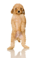 Apricot Poodle puppy in front of a white background