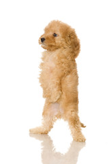 Apricot Poodle puppy in front of a white background