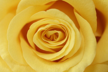Yellow rose
