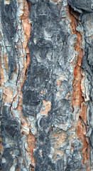 texture of pine bark