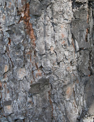 texture of pine bark
