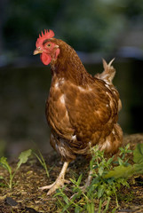 une poule