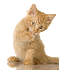 Ginger Cat kitten Washing himself in front of a white background