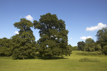 Oak trees in full leaf in summer