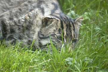 The rare Fishing cat , Felis (Prionailurus) viverrina