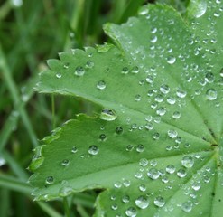 dew on lady’s-mantle  in summer morning closeup