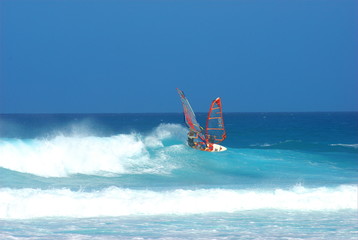 Windsurfer