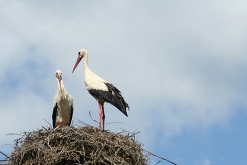 two storks in the nest