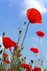 Obraz premium Coquelicots et ciel bleu