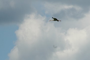 stork in the clouds