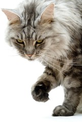 Silver black tabby maine coon cat