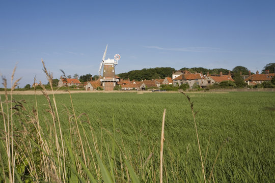 Reeds at Cley marshes