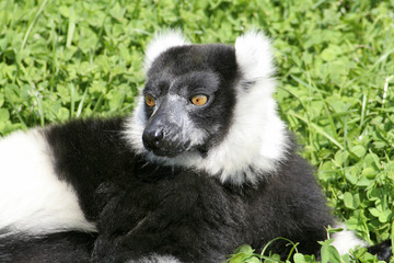 Alert lemur