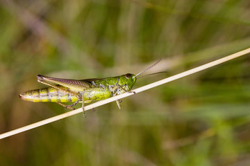 green grasshopper sit on dry blade of grass
