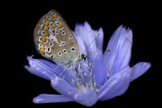 azure butterfly and chicory flower on black background