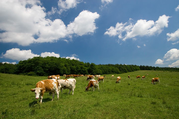 Fototapeta na wymiar krowy na zielonej łące
