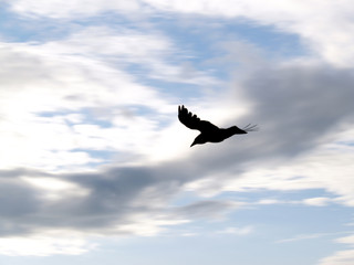 black crow