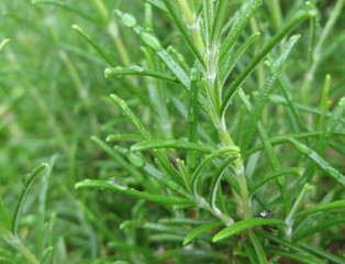 rosemary background