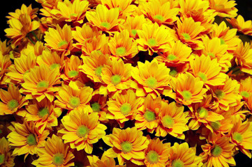 chrysanthemum