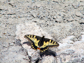 butterfly