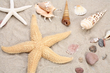 Fototapeta na wymiar Seashell and starfish