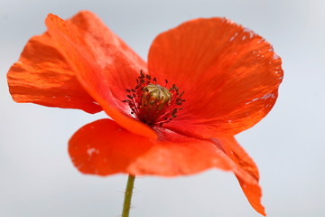 Coquelicot