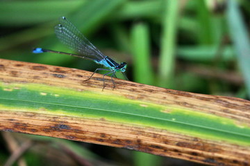 Libellule