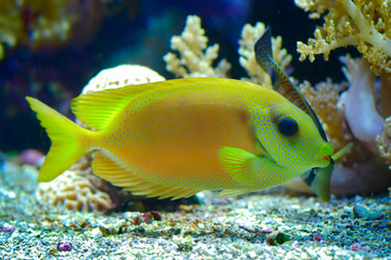 A view of an exotic fish in an aquarium