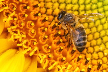 Abeille sur un tournesol