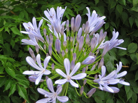 FIORE_Agapantus