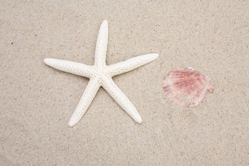 Fototapeta na wymiar Seashell and starfish