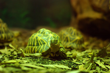 Small green star tortoise