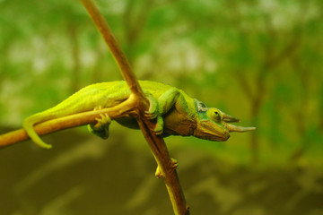 Green yellow chameleon on branch