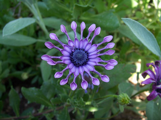 Fiore stravagante