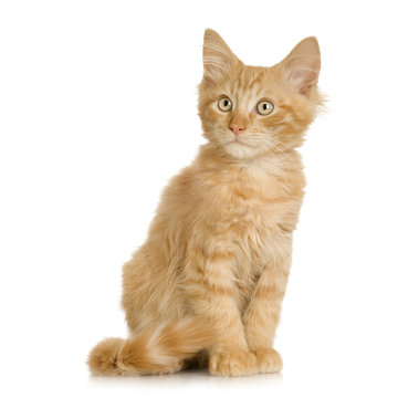 Ginger Cat kitten sitting in front of a white background