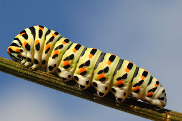 chenille de machaon