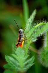 Saltamontes de Colores