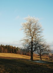 Two lonely trees cover by icing