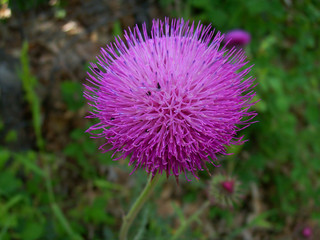 Fiore Viola