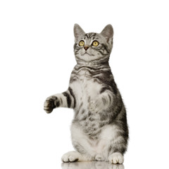 British Shorthair kitten in front of a white background