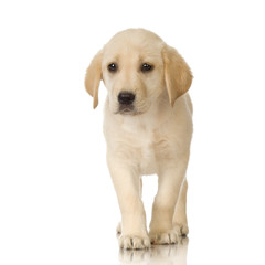 Puppy Labrador retriever cream in front of a white background