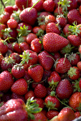 Fraises rouges en exterieur, macro