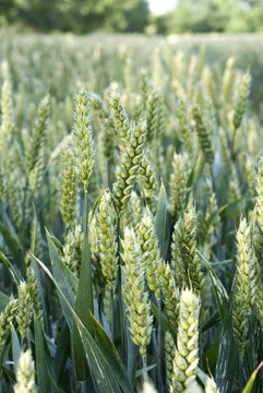 champs de ble vert