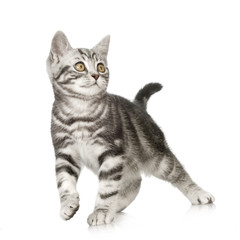 British Shorthair kitten in front of a white background