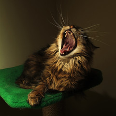 cat yawn