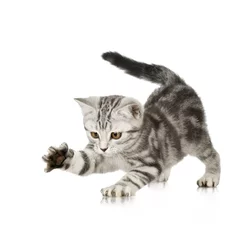 Poster de jardin Chat British Shorthair kitten in front of a white background